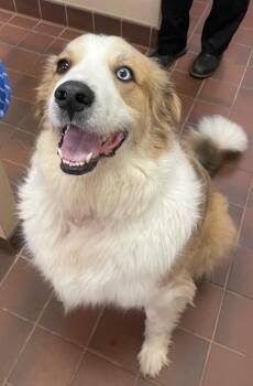Myles -  Great Pyrenees Dog for Adoption in Houghton Lake, Michigan - Myles | PetCurious