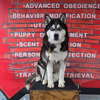 Rescue Alaskan Malamute and Siberian Husky Dogs for Adoption in New York, New York - Billa | PetCurious