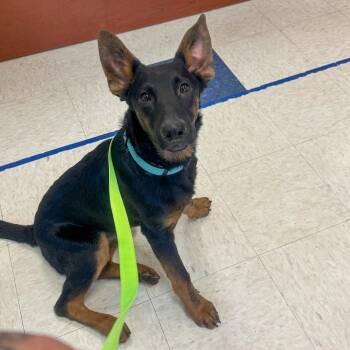 Poseidon -  German Shepherd Dog Dog Available for Adoption in San Diego, California - Poseidon | PetCurious