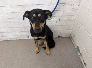 JASMINE -  Rottweiler Dog for Adoption in San Bernardino, California - JASMINE | PetCurious