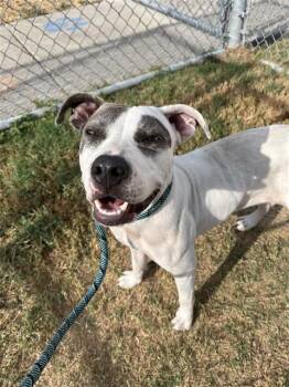CLAIRE -  Pit Bull Terrier Dog for Adoption in Corpus Christi, Texas - CLAIRE | PetCurious