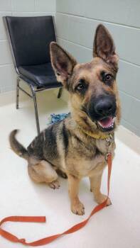 German Shepherd Dog Dogs Available for Adoption - Paprika | PetCurious