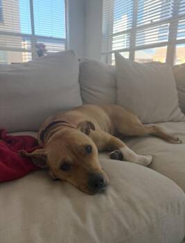 Sunni -  American Bully Dog for Adoption in Denver, Colorado - Sunni | PetCurious