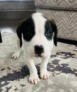 Rescue Mastiff Dogs for Adoption in Edmonton, Alberta - Titus | PetCurious