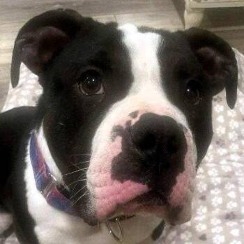 Pit Bull Terrier Dogs Available for Adoption - Bob | PetCurious