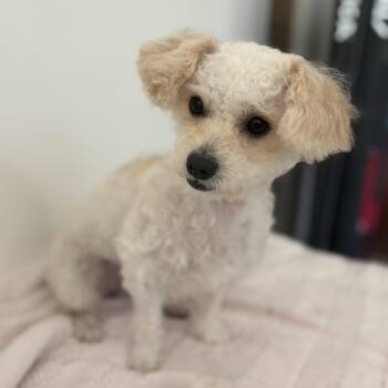 Collette -  Poodle Dog for Adoption in Villa Park, California - Collette | PetCurious