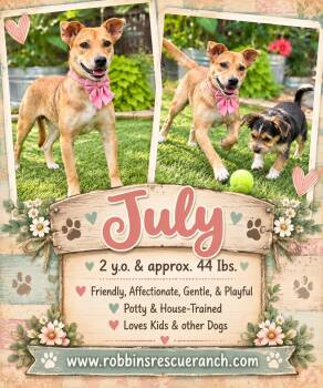 July -  Labrador Retriever Dog for Adoption in Brenham, Texas - July | PetCurious