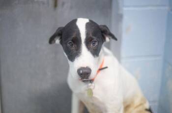 Eli -  Labrador Retriever and Border Collie Dog for Adoption in Mountain Home, Arkansas - Eli | PetCurious