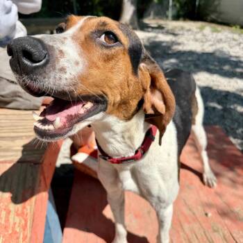 Treeing Walker Coonhound Dogs Available for Adoption in Opelika, Alabama - Mollie | PetCurious