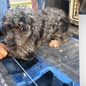 Cindy -  Miniature Poodle Dog for Adoption in Normal, Illinois - Cindy | PetCurious