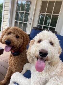 Rusty and Winston -  Goldendoodle Dog for Adoption in Chattanooga, Tennessee - Rusty And Winston | PetCurious