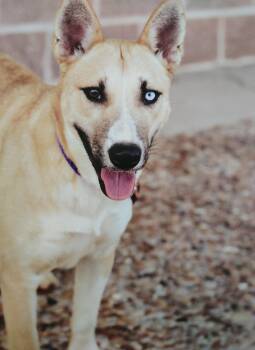 Rescue Bull Terrier and Husky Dogs for Adoption in Huntsville, Texas - Sugar | PetCurious