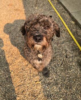 Murfee -  Poodle and Labradoodle Dog for Adoption in Wedgefield, South Carolina - Murfee | PetCurious