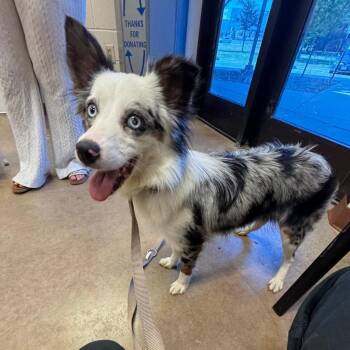 Stella Rose -  Australian Shepherd and Terrier Dog for Adoption in Bloomfield, Connecticut - Stella Rose | PetCurious