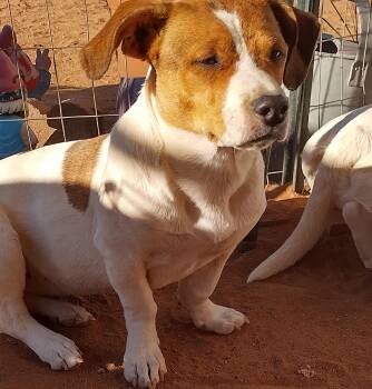 Patches -  Chiweenie Dog Available for Adoption in El Paso, Texas - Patches | PetCurious