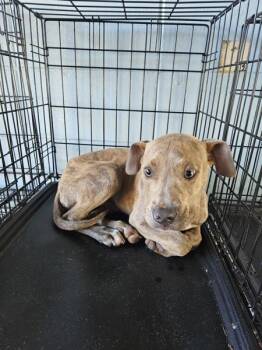 Pit Bull Terrier Dogs Available for Adoption - Parker | PetCurious