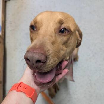 Honey -  Labrador Retriever Dog for Adoption in Blair, Wisconsin - Honey | PetCurious