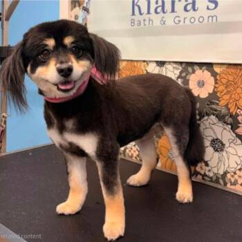Mixed Breed Dogs Available for Adoption in Stormville, New York - CT Bitsy | PetCurious