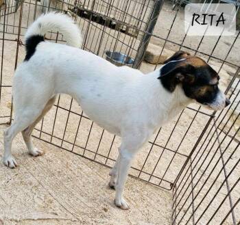Rescue Jack Russell Terrier Dogs for Adoption in Maple Grove, Minnesota - Rita | PetCurious