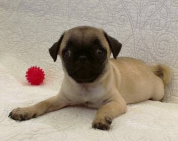 Kip *special needs* -  Pug Dog for Adoption in Gardena, California - Kip *special Needs* | PetCurious