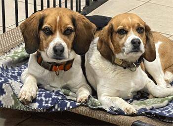 Beagle Dogs Available for Adoption - Jim & Mandy | PetCurious