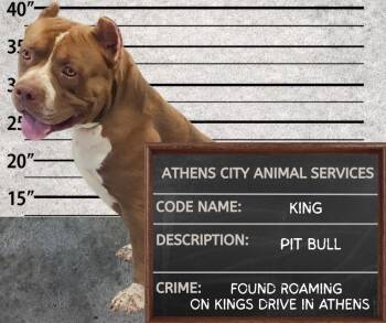 KING -  Pit Bull Terrier Dog for Adoption in Athens, Alabama - KING | PetCurious