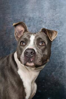 Rescue American Bulldog and Mixed Breed Dogs for Adoption in Doral, Florida - CELIE | PetCurious