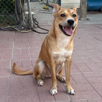 Shiloh -  Carolina Dog Dog for Adoption in Spring, Texas - Shiloh | PetCurious