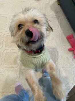 Yorkshire Terrier Dogs Available for Adoption - Kevin | PetCurious