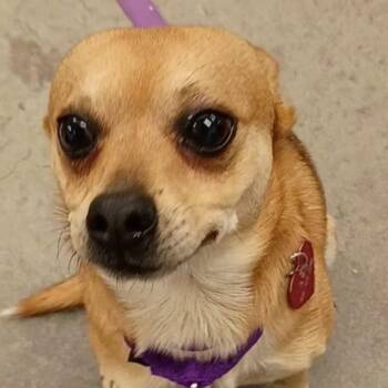 Chaz -  Chihuahua Dog for Adoption in Voorhees Township, New Jersey - Chaz | PetCurious