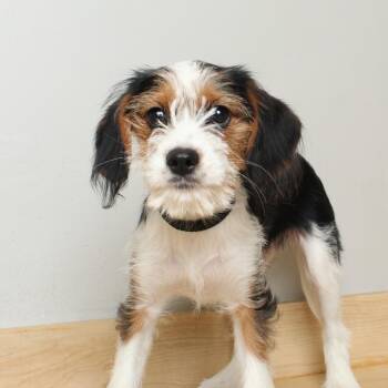 Zipper D69831 -  Shih Tzu and Bichon Frise Dog for Adoption in Minnetonka, Minnesota - Zipper D69831 | PetCurious