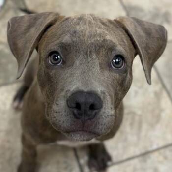 Lola -  Pit Bull Terrier Dog for Adoption in Jefferson, Wisconsin - Lola | PetCurious