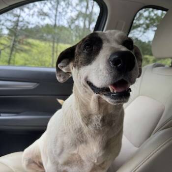 Rescue Pit Bull Terrier Dogs for Adoption in Parrish, Alabama - Carrol | PetCurious