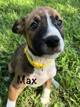 Max -  Catahoula Leopard Dog Dog for Adoption in Pawleys Island, South Carolina - Max | PetCurious
