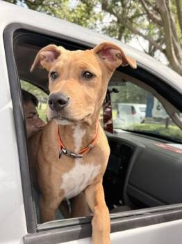 Curtis Loew -  Mixed Breed Dog for Adoption in Mobile, Alabama - Curtis Loew | PetCurious