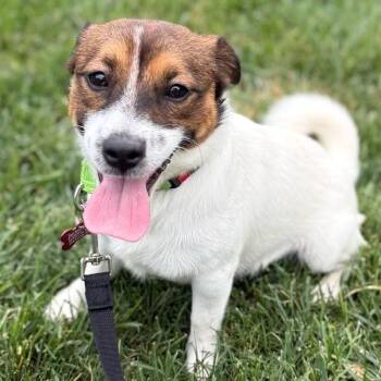 Rocchio -  Jack Russell Terrier Dog for Adoption - Rocchio | PetCurious