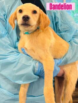 Labrador Retriever Dogs Available for Adoption in Rock Hill, New York - Dandelion | PetCurious
