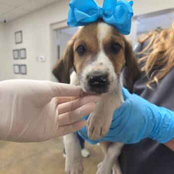 26012k083 - Soy -  Mixed Breed Dog for Adoption in Enterprise, Alabama - 26012k083 - Soy | PetCurious