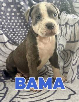 Bama -  Boxer and Pit Bull Terrier Dog for Adoption in Shalimar, Florida - Bama | PetCurious