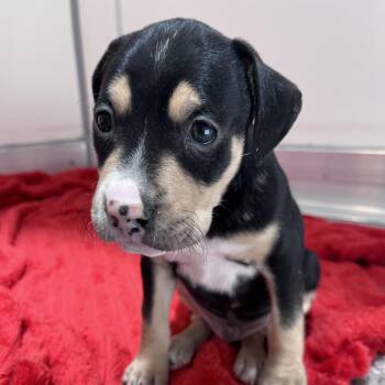 Thin Mint -  Pit Bull Terrier and Boxer Dog for Adoption in Kanab, Utah - Thin Mint | PetCurious