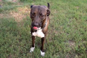 Darla-WA -  American Staffordshire Terrier Dog for Adoption in Magnolia, Texas - Darla-WA | PetCurious