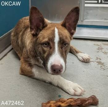 SAMMY -  Basenji and Mixed Breed Dog for Adoption in Oklahoma City, Oklahoma - SAMMY | PetCurious