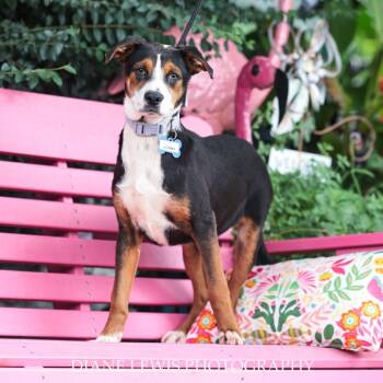 Rescue Hound Dogs for Adoption in Wake Forest, North Carolina - Jonny | PetCurious