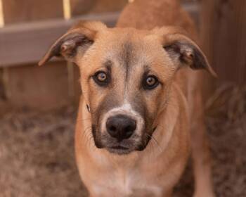 Labrador Retriever and Shepherd Dogs Available for Adoption - Axel | PetCurious