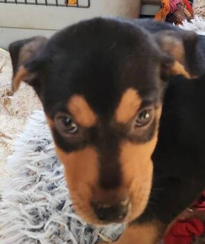 Rescue Manchester Terrier Dogs for Adoption in Lafayette, California - Coca | PetCurious