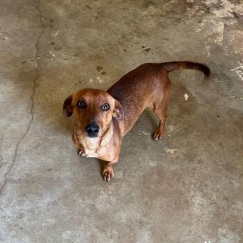 Dachshund Dogs Available for Adoption in Brownsboro, Alabama - Hoss | PetCurious