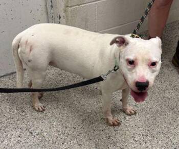 Pit Bull Terrier and Mixed Breed Dogs Available for Adoption in Kansas City, Missouri - Bella Swan | PetCurious