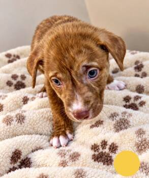 Mars -  Mixed Breed Dog for Adoption in St. Augustine, Florida - Mars | PetCurious