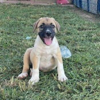 River -  Mixed Breed Dog for Adoption in Allentown, Pennsylvania - River | PetCurious