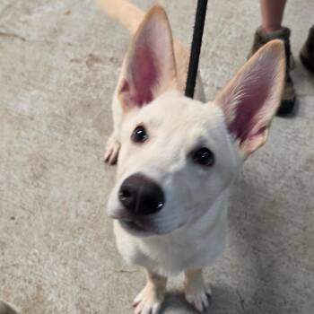 Timber -  Mixed Breed Dog for Adoption in Leander, Texas - Timber | PetCurious